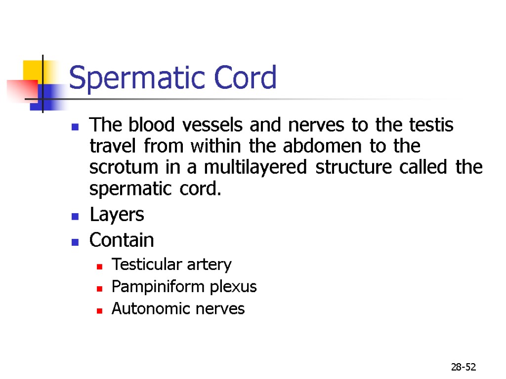 28-52 Spermatic Cord The blood vessels and nerves to the testis travel from within